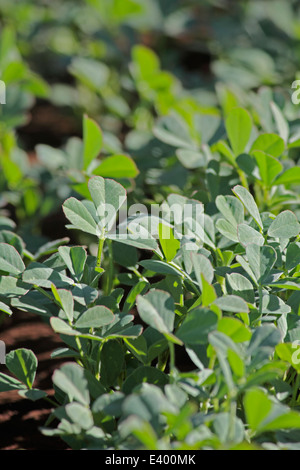 Plantes de foenum-graecum Fenugrec dans un champ Banque D'Images