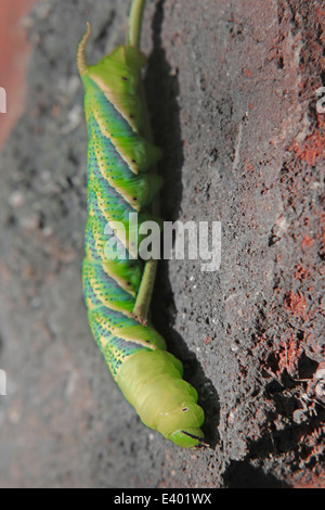 La tête de mort (Acherontia atropos) Sphynx Caterpillar Banque D'Images