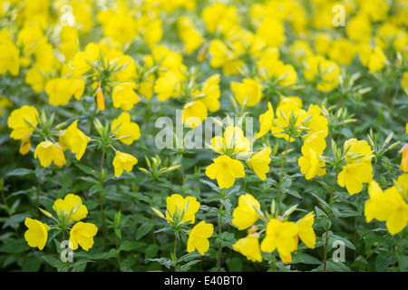 Oenothera fruticosa arrow-leaved sundrops fleurs jaunes Banque D'Images