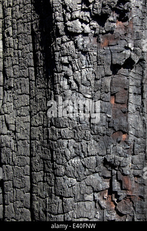 L'écorce carbonisés d'un arbre australien indigène après un feu de brousse. Banque D'Images