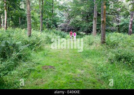 Jardins de Lowther Castle, Penrith, Cumbria, Royaume-Uni Banque D'Images