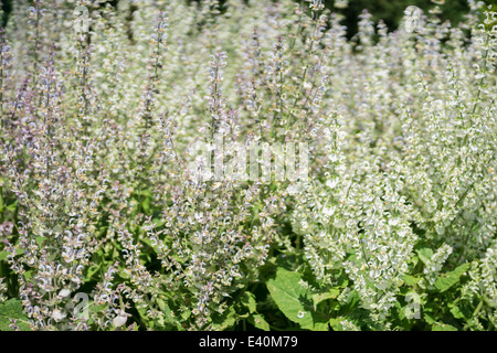 Salvia sclarea sauge sclarée en pleine floraison Banque D'Images