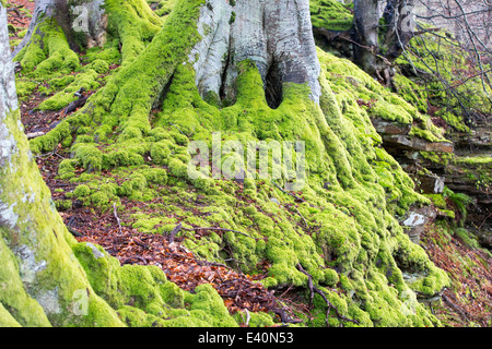 Moss couverts de hêtres par les chutes d'Acharn près de loch Tay, Ecosse, Royaume-Uni. Banque D'Images