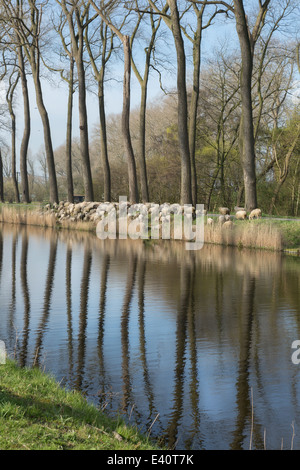 L'élevage de berger d'un troupeau de moutons près du canal de Damme dans les régions rurales de la Flandre en Belgique (Damse Vaart) Banque D'Images