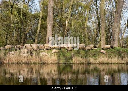 L'élevage de berger d'un troupeau de moutons près du canal de Damme dans les régions rurales de la Flandre en Belgique Banque D'Images