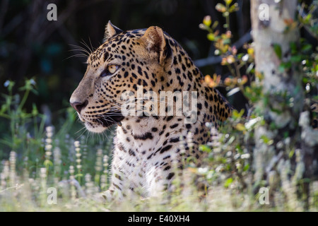 Léopard - Panthera pardus kotiya à Wilpattu NP Sri Lanka. Ce grand mâle dominant est bien connu comme l'homme Talawila Banque D'Images