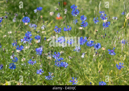 Fleurs de bleuet bleu dans le domaine du grain Centaurea cyanus Banque D'Images