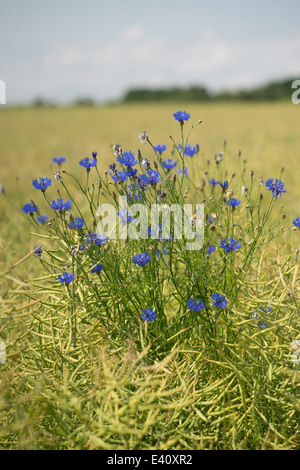 Fleurs de bleuet bleu dans le domaine du grain Centaurea cyanus Banque D'Images