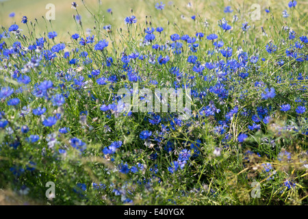 Fleurs de bleuet bleu dans le domaine du grain Centaurea cyanus Banque D'Images