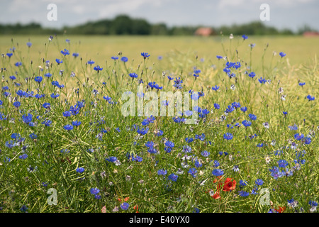 Fleurs de bleuet bleu dans le domaine du grain Centaurea cyanus Banque D'Images