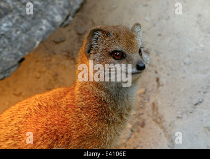 ( Cynictis penicillata mangouste jaune) alias Meerkat rouge Banque D'Images