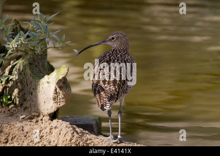 (Eurasie) Curlew (Numenius arquata) avec plume sur le projet de loi Banque D'Images