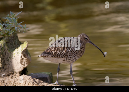 (Eurasie) Curlew (Numenius arquata) avec plume sur le projet de loi Banque D'Images