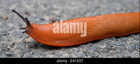 Muenchehagen, Allemagne. 07 juillet, 2014. Un rouge pyxicephalus (Arionidae) rampe à travers un chemin dans un parc près de Muenchehagen, Allemagne, 02 juillet 2014. Photo : HOLGER HOLLEMANN/dpa/Alamy Live News Banque D'Images