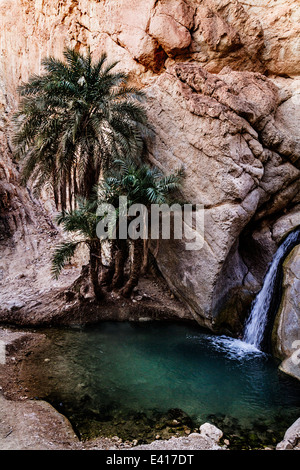 À l'étang de l'eau oasis de montagne dans le sud de la Tunisie Chebica près de Tozeur. Banque D'Images