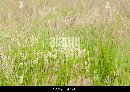 Prairie d'herbes balayées par spike herbe debout source de pollen hayfever Banque D'Images