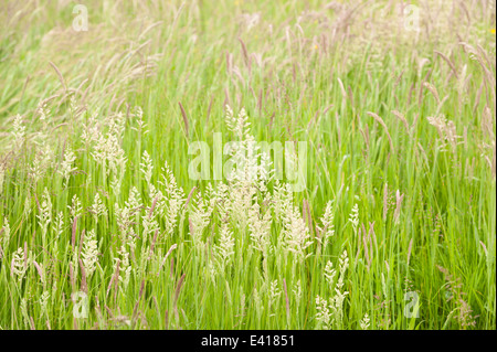 Prairie d'herbes balayées par spike herbe debout source de pollen hayfever Banque D'Images