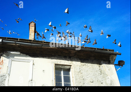 Troupeau de pigeons sur l'immeuble dans la vieille ville de Ljubljana, Slovénie Banque D'Images