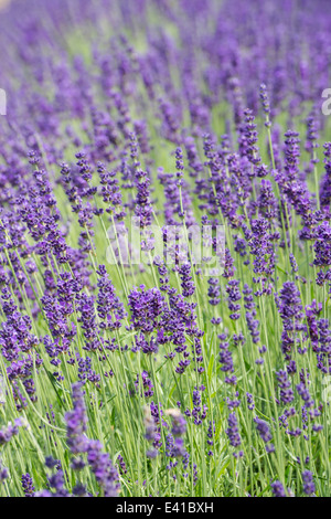 Lavandula angustifolia Hidcote . La lavande Banque D'Images