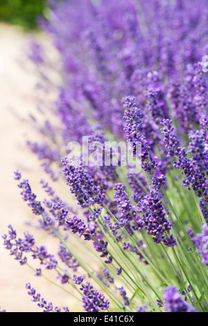 Lavandula angustifolia Hidcote . La lavande Banque D'Images