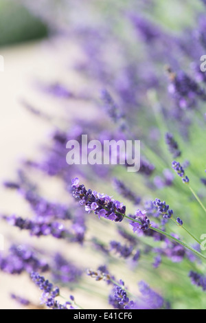 Lavandula angustifolia joyau impérial . La lavande Banque D'Images