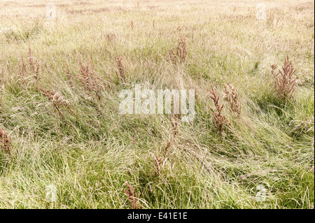 Prairie d'herbes balayées par spike herbe debout source de pollen hayfever Banque D'Images