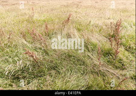 Prairie d'herbes balayées par spike herbe debout source de pollen hayfever Banque D'Images