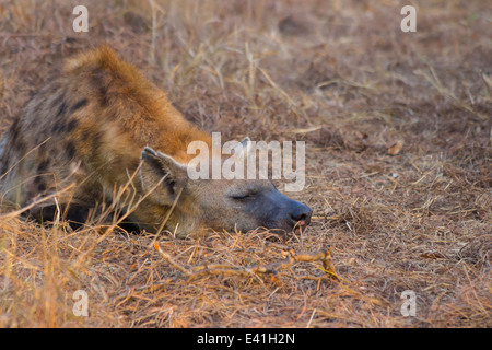 Dormir dans la nature adultes hyène Banque D'Images