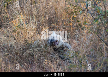 Chiots jouant dans l'hyène wild Banque D'Images