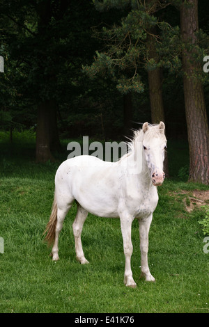 Un cheval blanc solitaire se dresse devant un bois sombre, au Royaume-Uni Banque D'Images