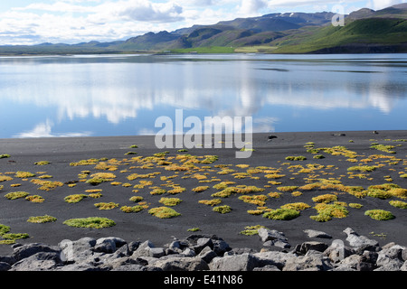Baie marine avec des plantes halophytes, la tolérance au sel, lonslon bay, au nord de l'islande Banque D'Images