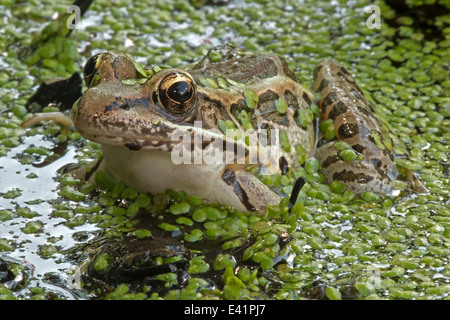 Grenouille des marais, Lithobates palustris, Rana palustris , District de Columbia Banque D'Images