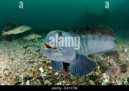 Anarhichas lupus, loup atlantique, peu strytan, petite cheminée, Akureyri, eyjafjord, nord de l'Islande, mer du Groenland Banque D'Images