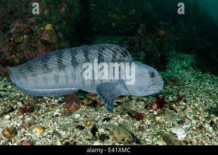 Anarhichas lupus, loup atlantique, peu strytan, petite cheminée, Akureyri, eyjafjord, nord de l'Islande, mer du Groenland Banque D'Images