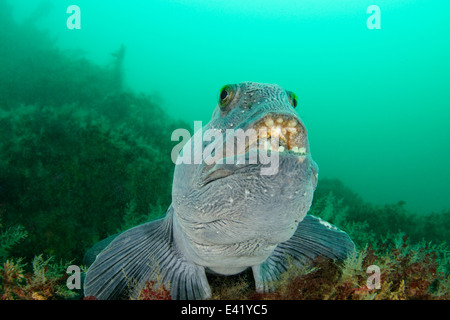 Anarhichas lupus, loup atlantique, peu Strytan, petite cheminée, Akureyri, Eyjafjord, Nord de l'Islande, mer du Groenland Banque D'Images