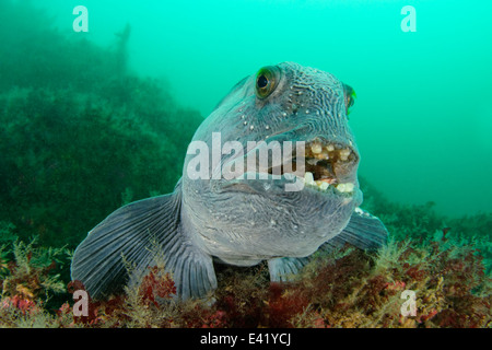 Anarhichas lupus, loup atlantique, peu Strytan, petite cheminée, Akureyri, Eyjafjord, Nord de l'Islande, mer du Groenland Banque D'Images