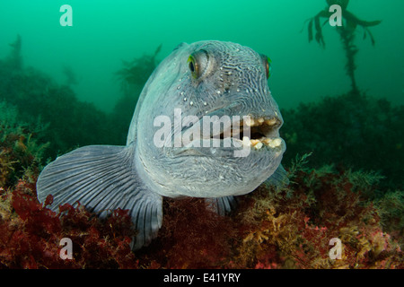 Anarhichas lupus, loup atlantique, peu Strytan, petite cheminée, Akureyri, Eyjafjord, Nord de l'Islande, mer du Groenland Banque D'Images