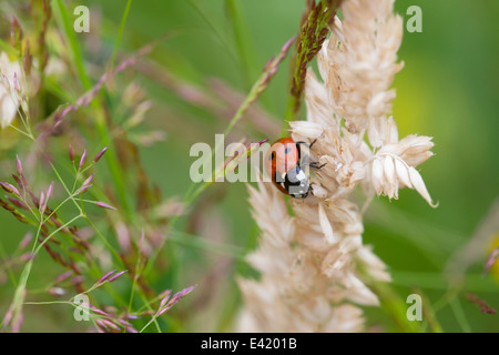 Coccinelle est assis sur la plantation, Pays-Bas Banque D'Images