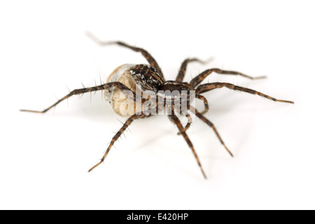 Broche femelle-stripe-spider loup Pardosa (monticola), partie de la famille Lycosidae - Wolf spiders.portant un sac d'oeufs Banque D'Images