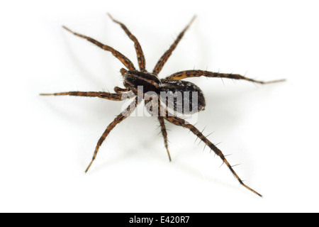 Broche femelle-stripe-spider loup Pardosa (monticola), partie de la famille Lycosidae - Wolf spiders. Isolé sur fond blanc. Banque D'Images