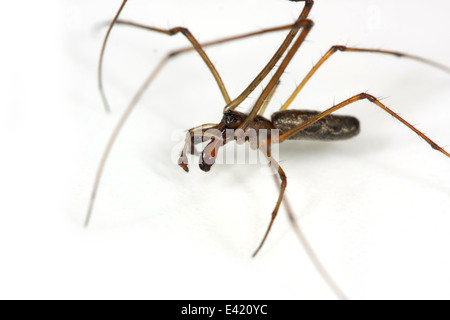 Stretch-mâle (araignée Tetragnatha nigrita), partie de la famille Tetragnathidae - Longjawed ou Stretch the orbweavers araignées. Banque D'Images