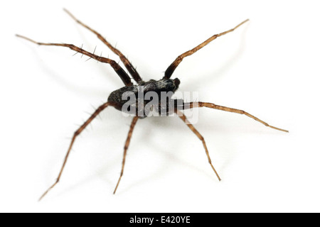 Pardosa lugubris araignée mâle, une partie de la famille Lycosidae - Wolf spiders. Isolé sur fond blanc. Banque D'Images