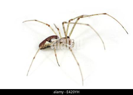 Femme stretch-contondant (araignée Tetragnatha obtusa), partie de la famille Tetragnathidae - Longjawed ou Stretch the orbweavers araignées. Banque D'Images