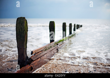 Épis en bois sur une plage de galets Banque D'Images