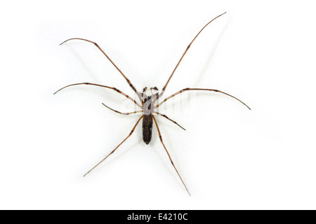 Stretch-mâle (araignée Tetragnatha nigrita), partie de la famille Tetragnathidae - Longjawed ou Stretch the orbweavers araignées. Banque D'Images