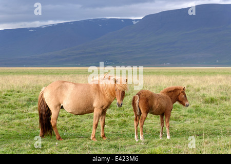 Chevaux Islandais, poneys Islandais, Akureyri, Islande du Nord Banque D'Images