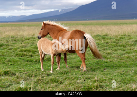 Chevaux Islandais, poneys Islandais, Akureyri, Islande du Nord Banque D'Images