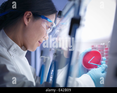 Close up de scientifique de faire une culture bactérienne dans la gélose à l'intérieur de la station de travail de laboratoire