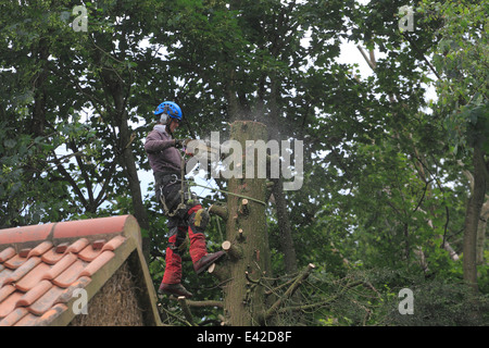 Le sciage grand jardin arbre. Banque D'Images