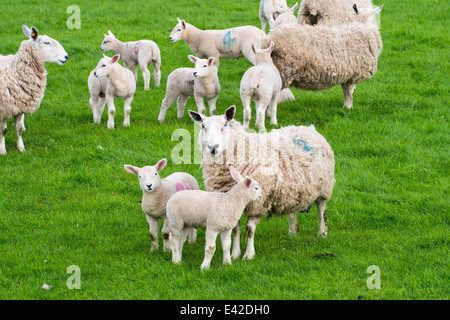 Agneaux et moutons dans un champ en Kirkoswold, Eden Valley, Cumbria, Royaume-Uni. Banque D'Images